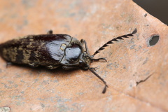 Eulichadidae
