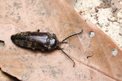 Eulichadidae