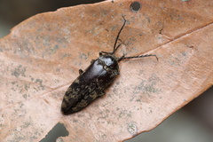 Eulichadidae