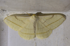 Eupterote hibisci gardneri