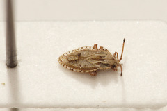 Lasiacantha capucina