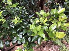 Acronychia baeuerlenii