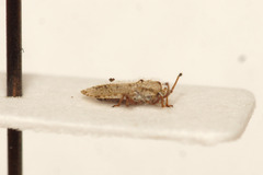 Lasiacantha capucina