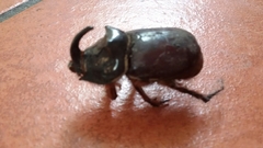 Oryctes nasicornis corniculatus