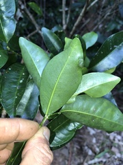 Acronychia baeuerlenii