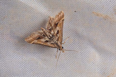 Diasemia accalis