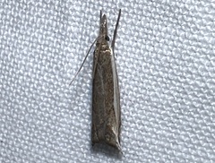 Raphiptera argillaceellus