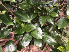 Acronychia baeuerlenii