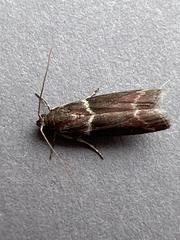 Cryptoblabes bistriga
