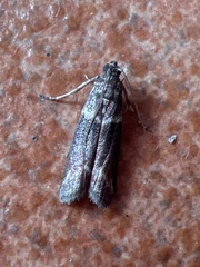 Cryptoblabes bistriga