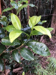 Acronychia baeuerlenii