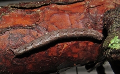 Pseudorthodes vecors