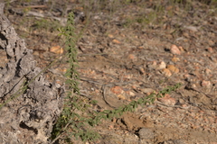 Acacia pulchella