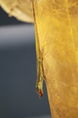 Anolis roquet