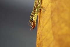Anolis roquet