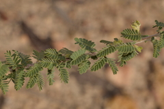 Acacia pulchella