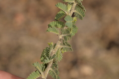 Acacia pulchella