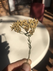 Helichrysum kraussii