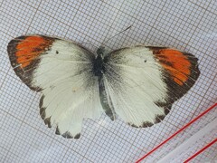 Colotis euippe