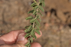 Acacia pulchella