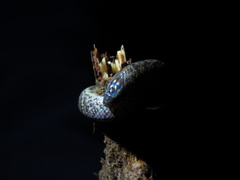 Atractus sanctaemartae