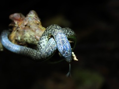 Atractus sanctaemartae