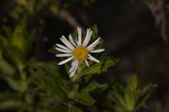 Olearia rudis