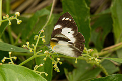 Appias epaphia contracta