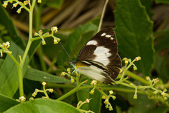 Appias epaphia contracta