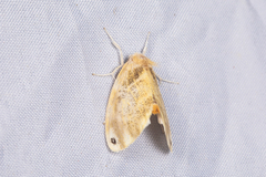Euproctis kanshireia
