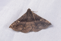 Hadennia mysalis