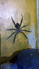 Cupiennius salei