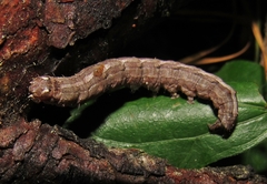 Pseudorthodes vecors