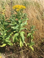 Senecio sarracenicus