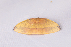 Heterolocha chrysoides