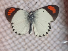 Colotis euippe