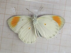 Colotis euippe
