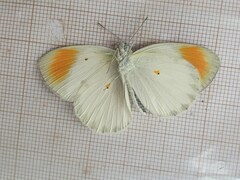Colotis euippe