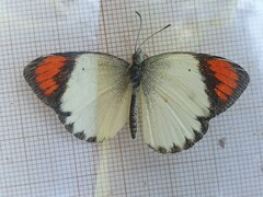 Colotis euippe