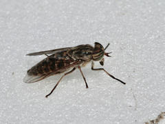 Tabanus glaucopis