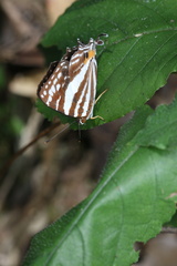 Dodona deodata