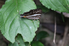 Dodona deodata