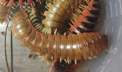 Dicellarius bimaculatus