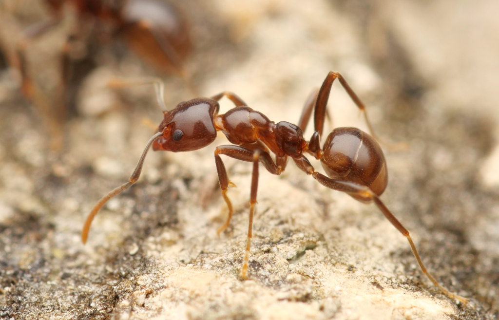 Shining Coconut Ant
