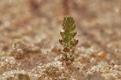 Crassula colorata