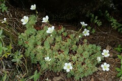 Saxifraga hypnoides