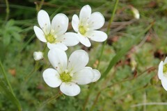Saxifraga hypnoides