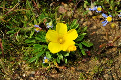 Oxalis namaquana