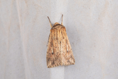 Mythimna decisissima