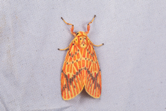 Barsine striata